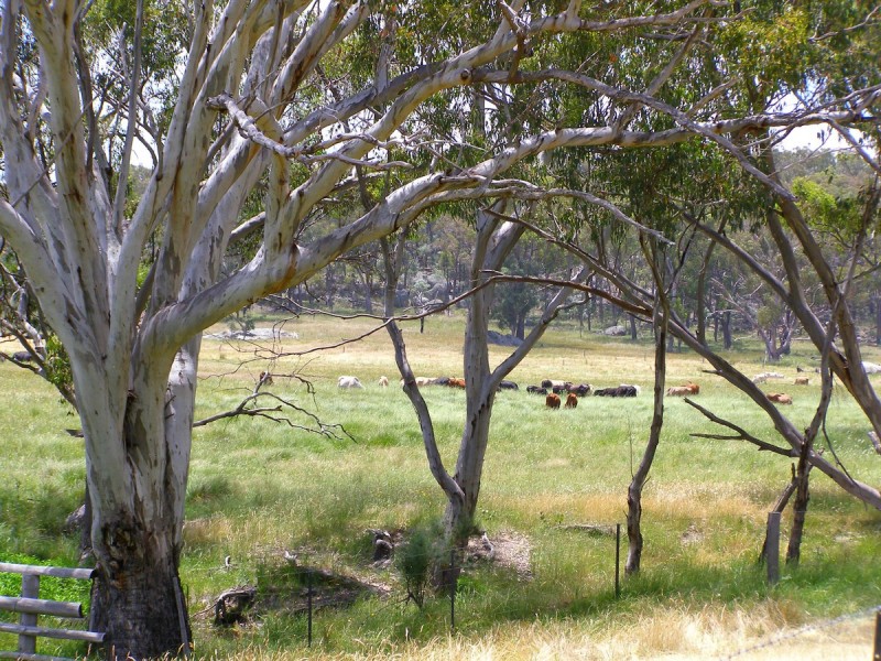 1015 Bundarra Road, Barraba NSW 2347