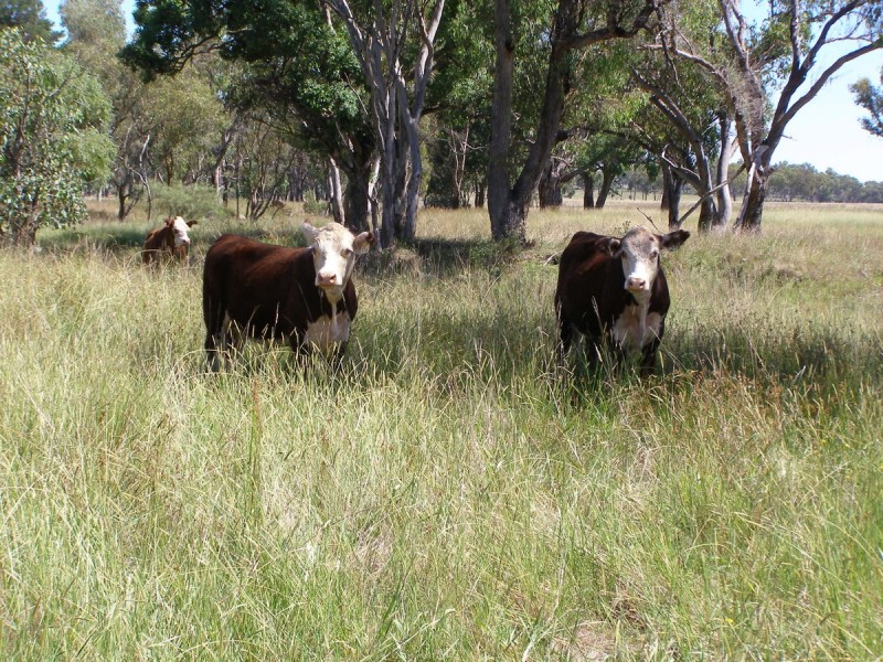 1109 Howell Road, Inverell NSW 2360