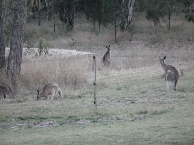 793 Limestone Road, Ashford NSW 2361