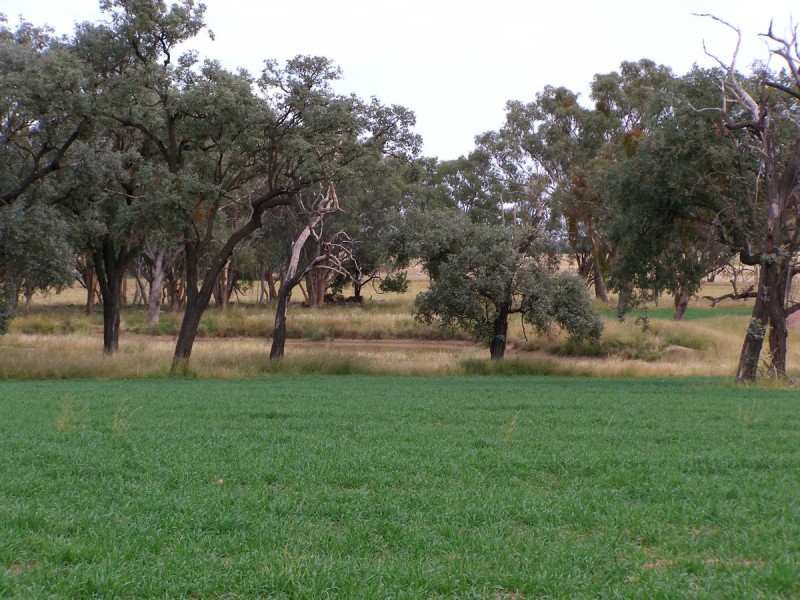 92 Petoria Park Road, Delungra NSW 2403