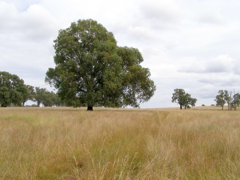 92 Petoria Park Road, Delungra NSW 2403