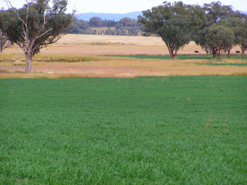 92 Petoria Park Road, Inverell NSW 2360