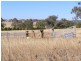 49 Coopers Lane, Inverell NSW 2360