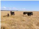 8263 Gwydir Highway, Inverell NSW 2360