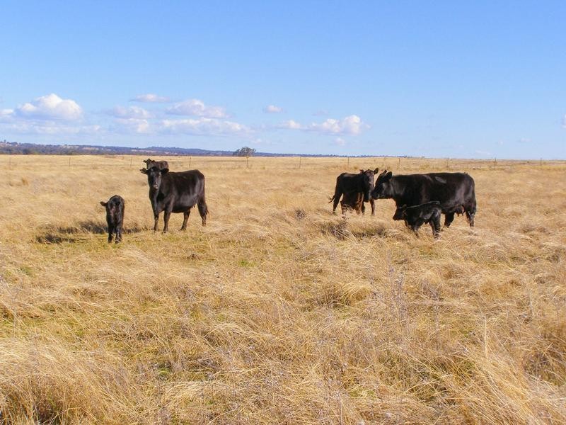 8263 Gwydir Highway, Inverell NSW 2360