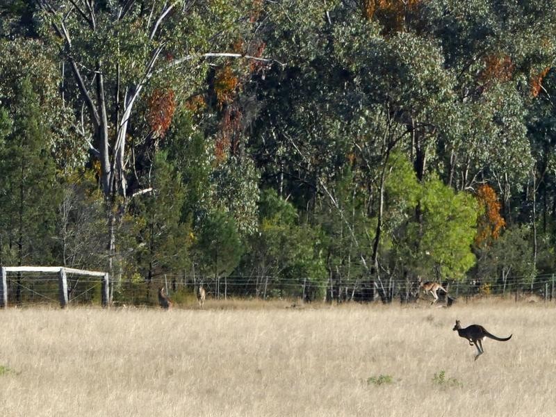 384 Yammacoona Estate Road, Inverell NSW 2360