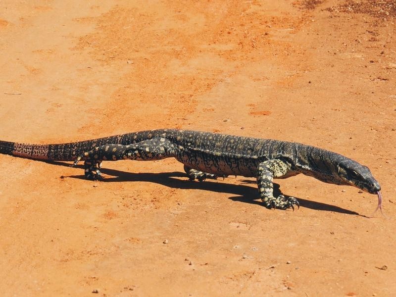 384 Yammacoona Estate Road, Inverell NSW 2360