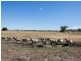 103 Fernhill Road, Inverell NSW 2360