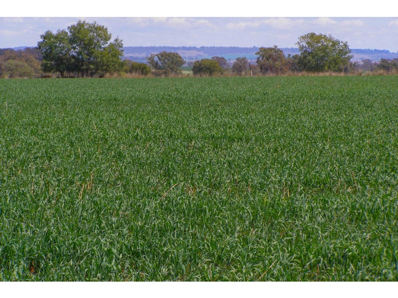 191 Halls Lane, Inverell NSW 2360