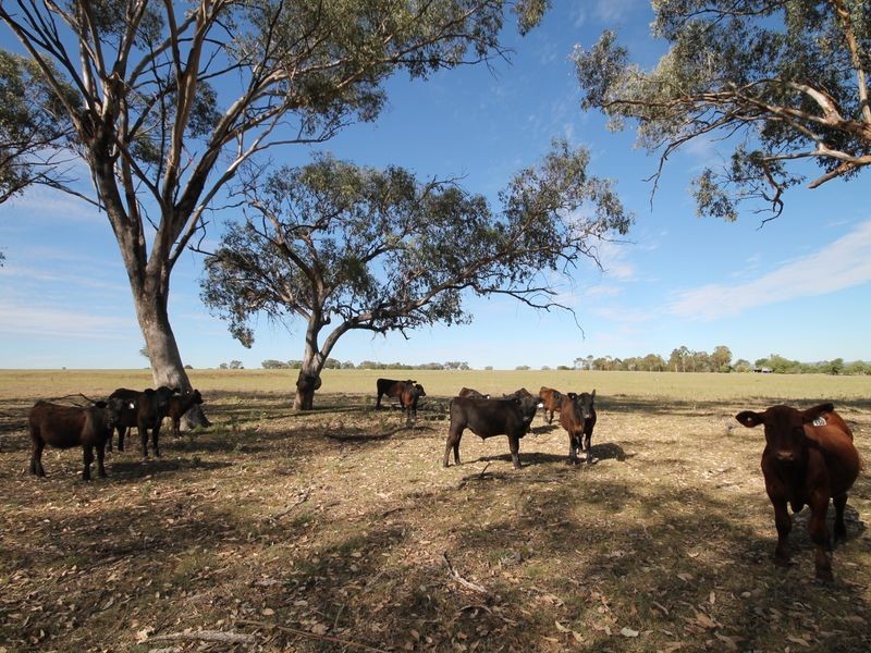 1695 Yetman Road, Inverell NSW 2360