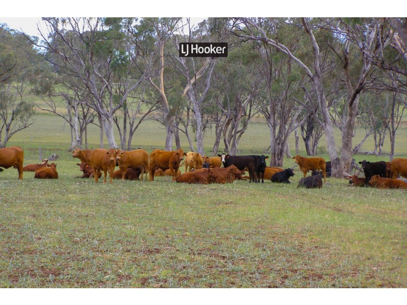 40 Hills Lane, Inverell NSW 2360
