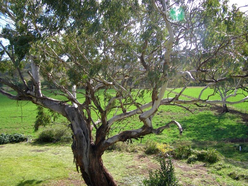 122 Roseneath Lane, Inverell NSW 2360