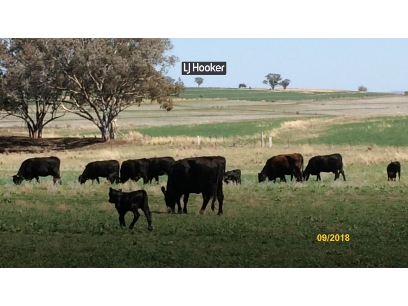 500 Havilah Park Road, Inverell NSW 2360