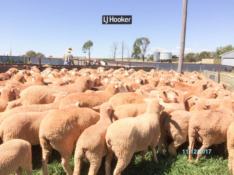 500 Havilah Park Road, Inverell NSW 2360