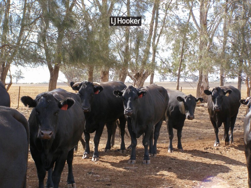 500 Havilah Park Road, Inverell NSW 2360