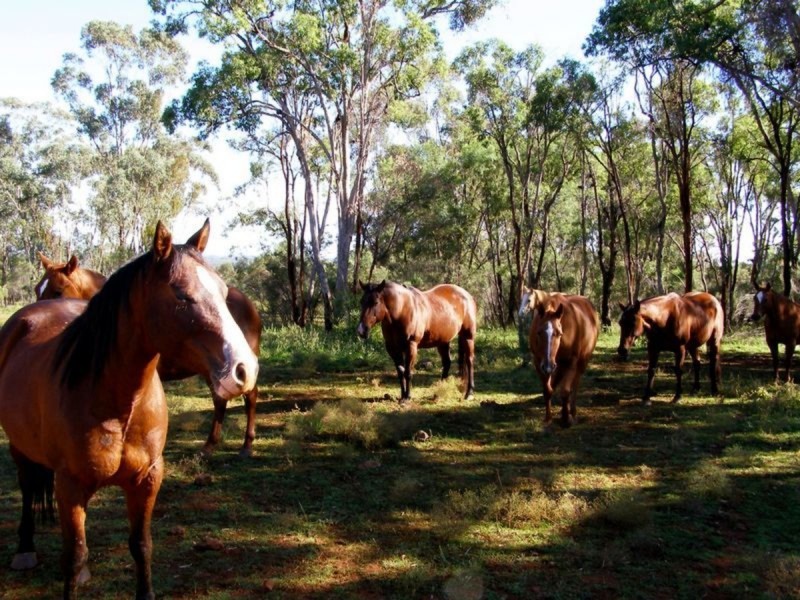 2321 Ashford Road, Inverell NSW 2360