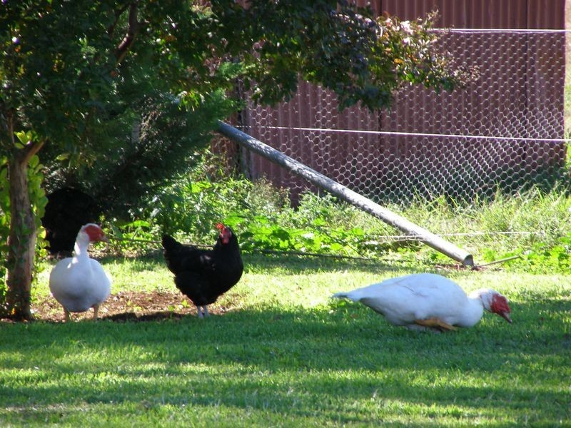 366 Oakwood Road, Inverell NSW 2360