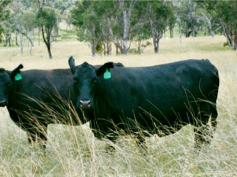 31 Haystack Road, Inverell NSW 2360