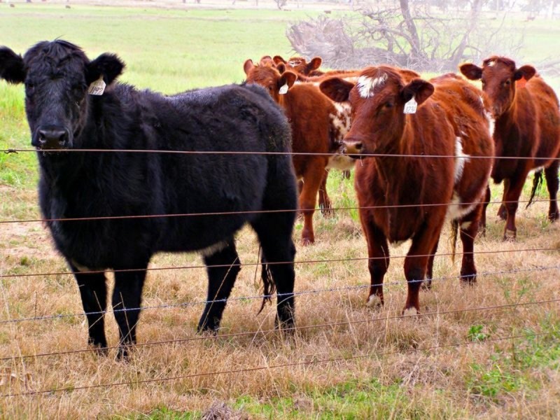 1049 Reserve Creek Road, Delungra NSW 2403