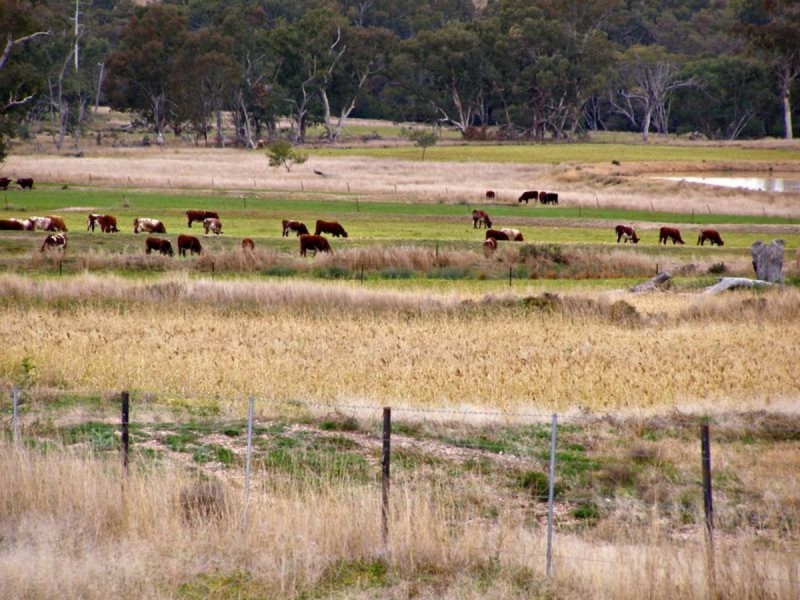 1049 Reserve Creek Road, Delungra NSW 2403