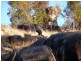 738 New Valley Road, Inverell NSW 2360