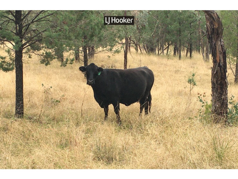 2803 Bingara Road, Inverell NSW 2360