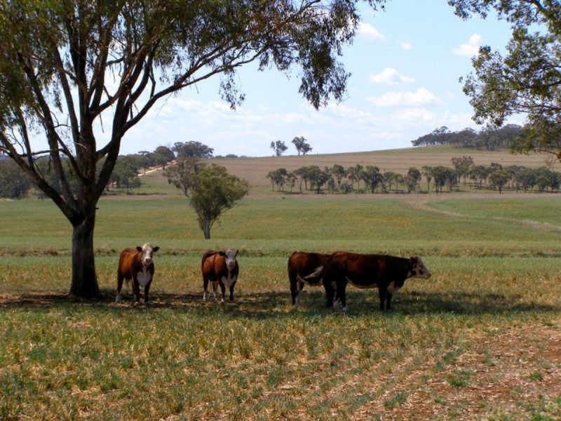 500 Morelma Road, Inverell NSW 2360