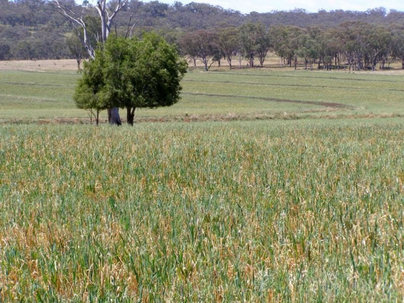 500 Morelma Road, Inverell NSW 2360