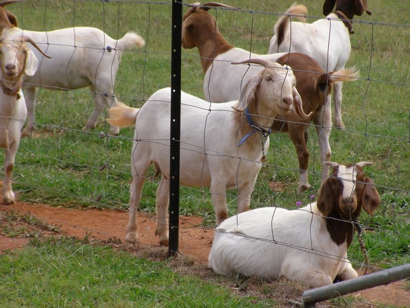 27 Airport Road, Gilgai NSW 2360