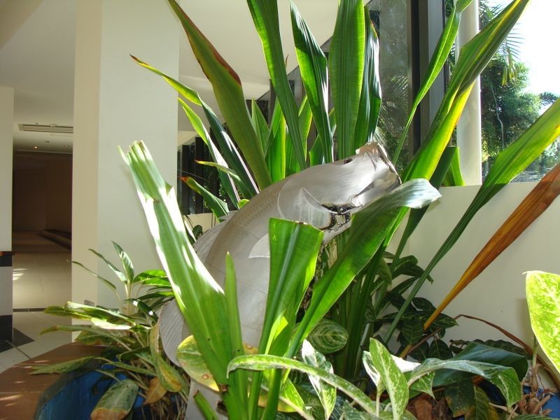 6/14 Salonika Street, Parap NT 0820