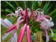 75 McMinns Drive, Mcminns Lagoon NT 0822