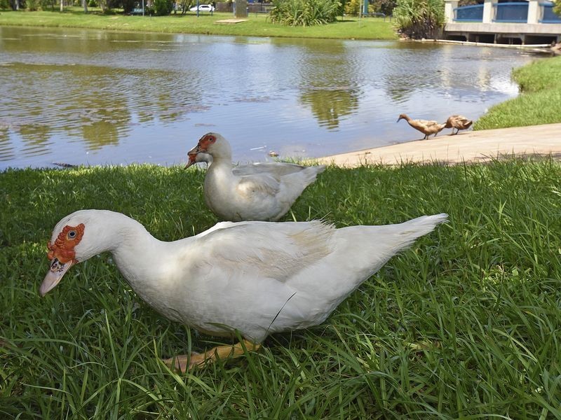 11/14 Forrest Parade, Bakewell NT 0832