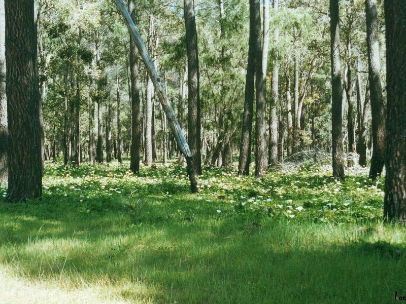 Lot 1/174 Forrest Beach Road, Wonnerup WA 6280