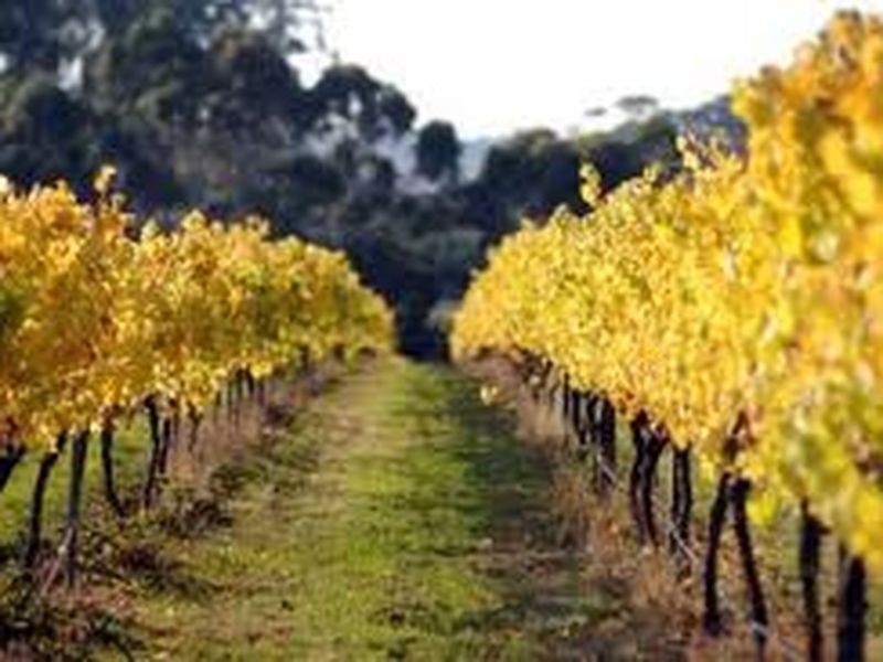 Unit 113 Margaret River Resort, Bramley WA 6285