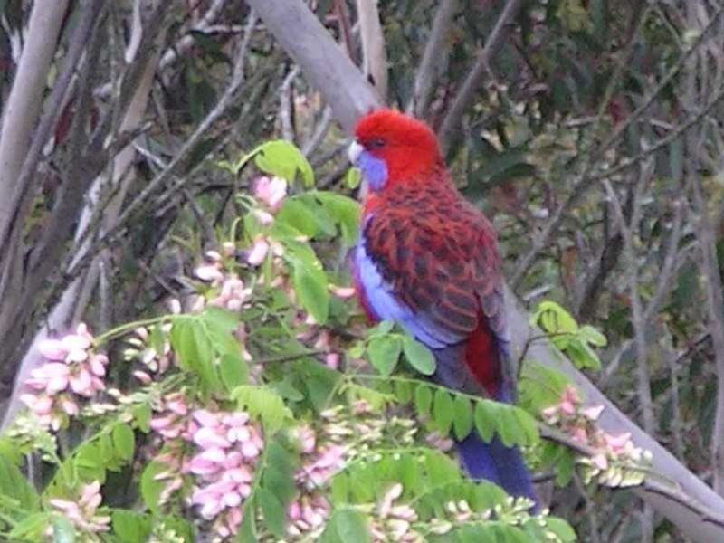 Medlow Bath NSW 2780