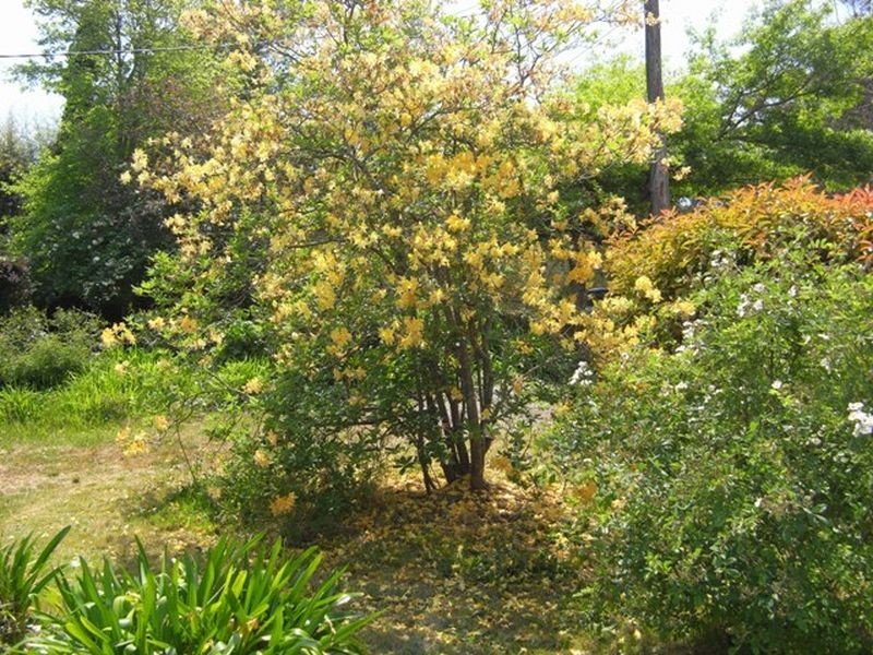 63 Valley Road, Wentworth Falls NSW 2782