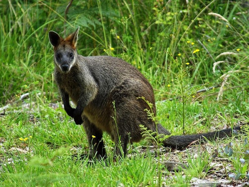 57 Seventh Avenue, Katoomba NSW 2780