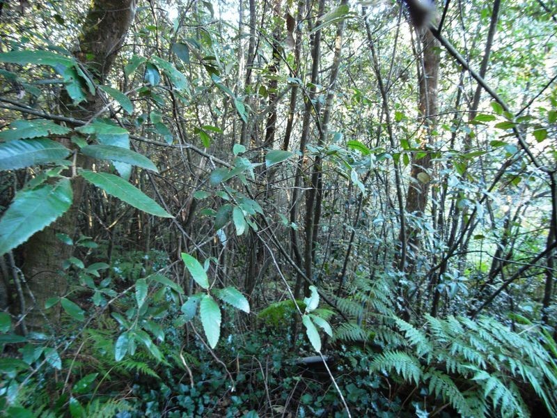 7 COMMONWEALTH STREET, Leura NSW 2780