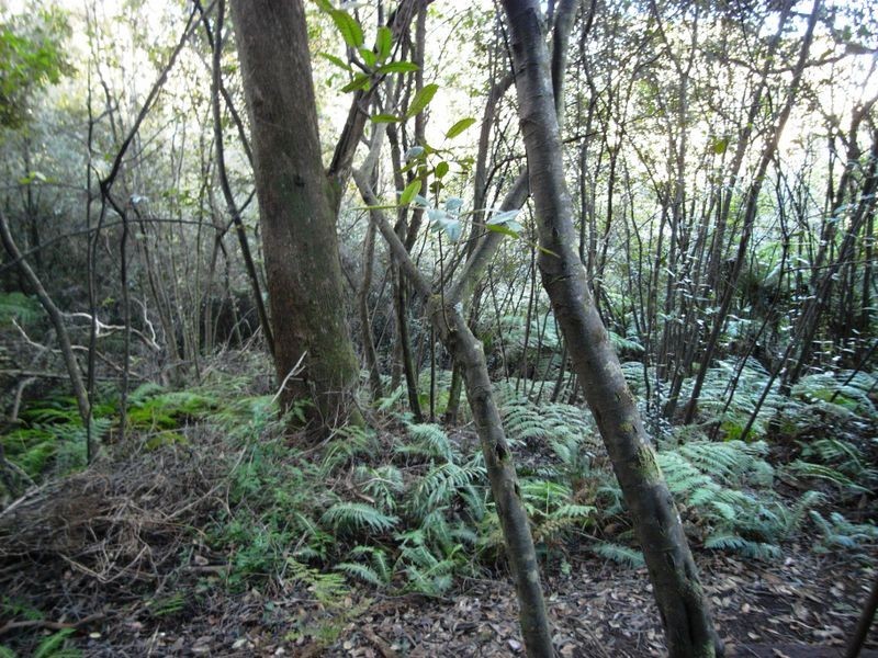 7 COMMONWEALTH STREET, Leura NSW 2780