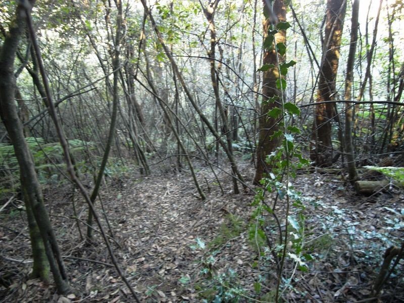 7 COMMONWEALTH STREET, Leura NSW 2780