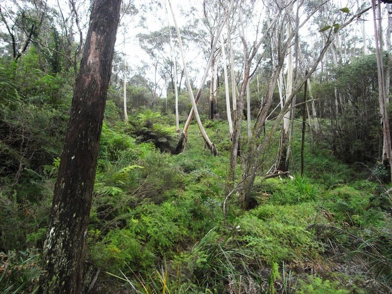 53 Burrawang Street, Katoomba NSW 2780