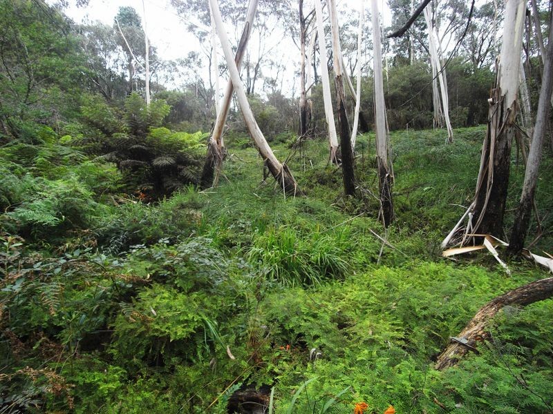 53 Burrawang Street, Katoomba NSW 2780