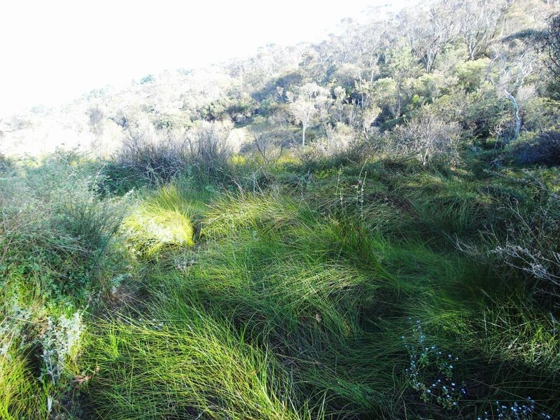 3-4 Frawley Street, Wentworth Falls NSW 2782