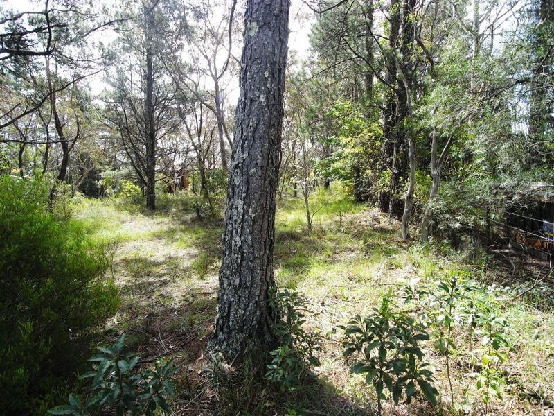 16 Yester Rd, Wentworth Falls NSW 2782