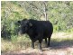 Lot 4 Kiangatha Cullenbenbong Road, Kanimbla NSW 2790