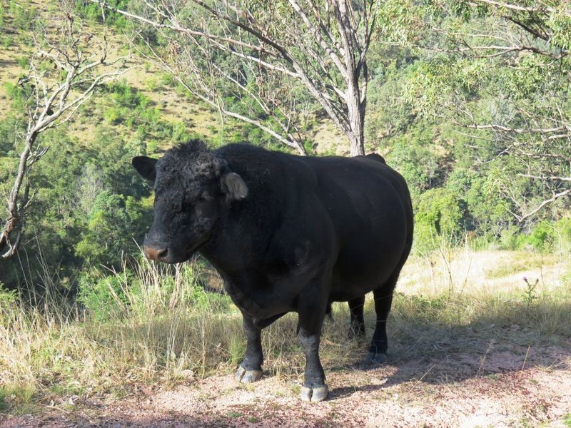 Lot 4 Kiangatha Cullenbenbong Road, Kanimbla NSW 2790