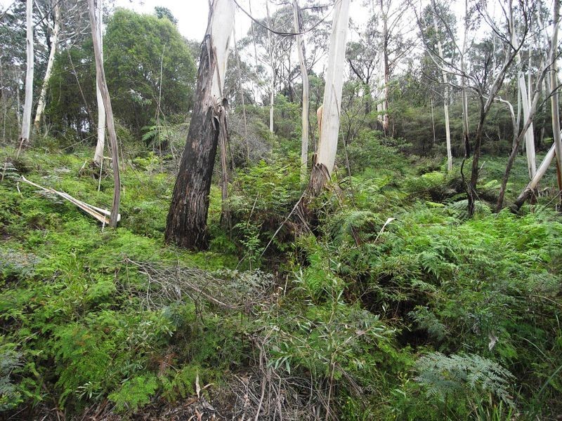 53 Burrawang Street, Katoomba NSW 2780