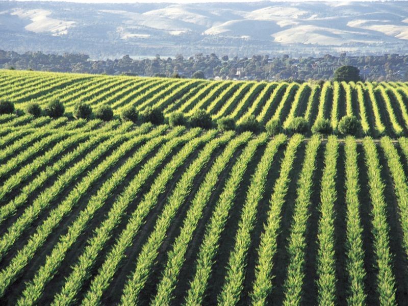 170 Main Road, Mclaren Vale SA 5171