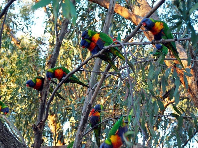 16 Elgin Way, Flagstaff Hill SA 5159