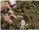 7 Katta Avenue, Currumbin QLD 4223